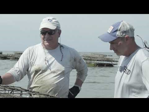 Oyster Farming in the Southern United States Using the OysterGro System