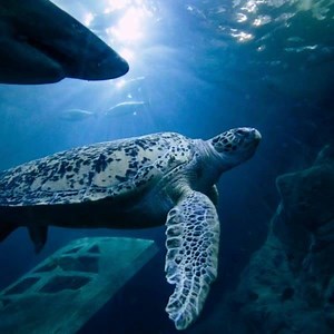 227 reactions · 16 shares | Discover an underwater world at the National Marine Aquarium, with wildlife from all corners of the globe! | National Marine Aquarium | Facebook