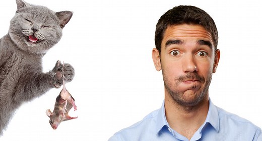 What To Do When Your Cat Catches A Mouse In Your House