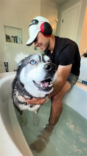 Longest Day Battling Fleas on Seven Pets