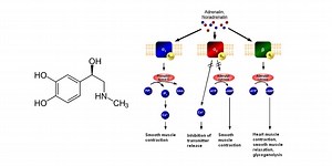 Adrenergic Agonists (Sympathomimetics) Nursing Considerations & Management - RNpedia
