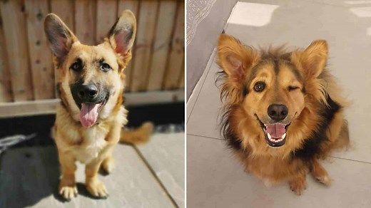 Corgi German Shepherd Mix - All You Should Know (  Photos) | Dog Advisory Council