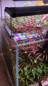 13K views · 296 reactions | Color explosion in this beautiful aquarium scaped by @aquascapingtheworld 朗 #Aquaflora #aquascapingmakesmyworldgoround #aquascape #plantedtank #aquascapingtheworld | Aquaflora | Facebook