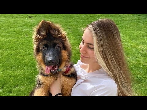 My New German Shepherd Puppy: The First Month at Home
