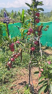 35K views · 442 reactions | Plants show different primary and secondary growth according to different rootstock and variety. @topfans Malik Mushtaq | MY STATE MY PRIDE | Facebook