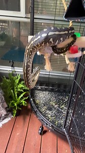 130K views · 429 reactions |  Carpet Python in Forest Lake had I...