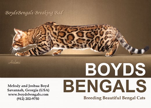Available Bengal Kittens For Sale - BoydsBengals