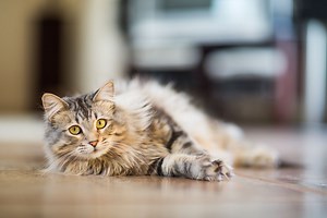 Why You Should Not Scruff a Cat to Discourage Bad Behavior