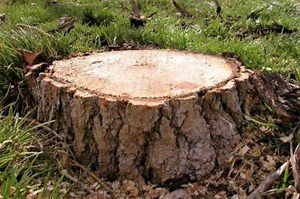 How To Kill A Tree Stump - Plus Best Stump Killers Reviewed