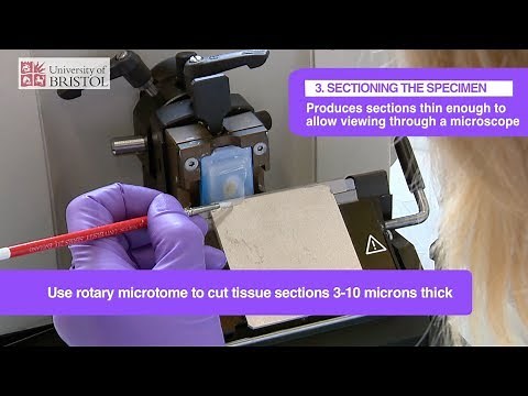 Histology Slide Preparation