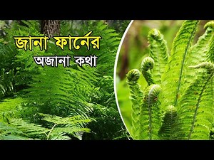 জানা ফার্নের অজানা কথা | The Untold Story of the Familiar Fern | Nature Documentary