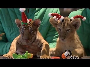 Animals Around the World Celebrate Christmas