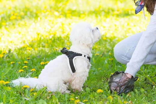 Dog Poop Disposal: The Importance of Cleaning Up After Your Dog