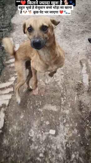 Street dog ki help🐕 #dog #shorts #niteeshgupta