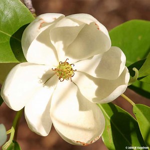 Sweetbay Magnolia