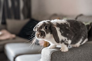 How to Keep Free Roam Bunnies Happy & Healthy