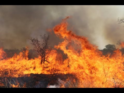 Fire Responses to Climate Variability and Implications for Fire Management