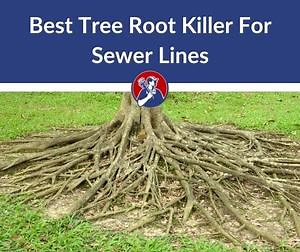 Best Tree Root Killer For Sewer Lines (2025 Review)