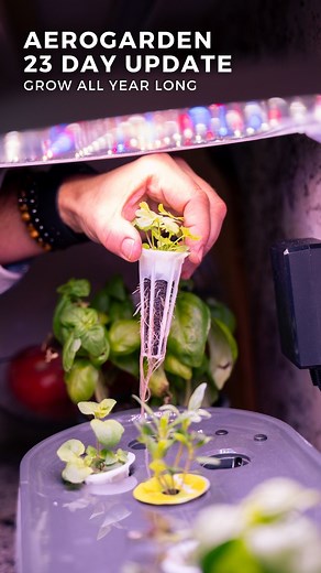 15K views · 273 reactions | My 23-Day AeroGarden Update!  I have...