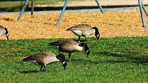 The Easy Way to Keep Geese out of Your Ponds and Fields