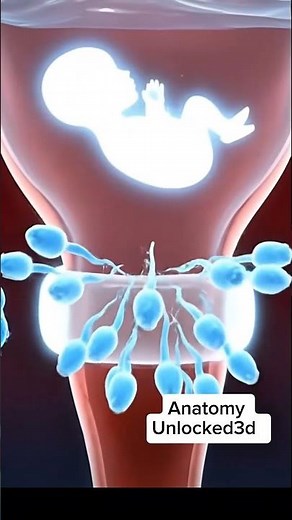 Why sperm can't enter cervical mucus plug in 3d animation explained #baby #sperm #fertilization
