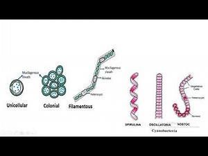 cyanobacteria: general structure and reproduction
