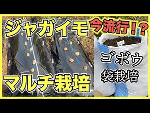 【東京の古民家菜園】ジャガイモのマルチ栽培とゴボウの袋栽培、キャッサバをカルロスさん家の庭で開始！室内ブランコと手作り床暖房、階段のDIYも紹介