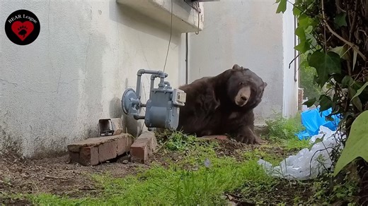 A Southern California homeowner had a large male bear living under his house for more than a month before reaching out to the BEAR League for help. Estimated at over 500 pounds, the bear barely fit into the crawlspace and caused extensive damage to the home’s heating ducts. Concerned that the gas line may have been damaged, the homeowner shut off gas service just before Christmas. After earlier removal attempts by state wildlife officials were unsuccessful, BEAR League first responders Scott and