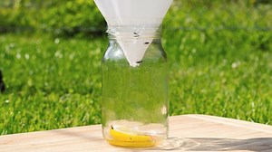 How To Get Rid Of Flies | 13 Natural And Homemade Fly Repellents
