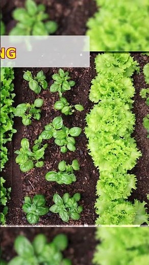 Types of Cropping Pattern | VISHNU IAS ACADEMY | UPSC