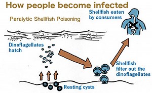 What is shellfish poisoning and how dangerous is it? [2025] | QAQooking.wiki
