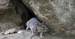 Toronto works toward strategy to tackle rats