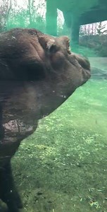 68K views · 10K reactions | Cincinnati Zoo & Botanical Garden on Reels | Facebook