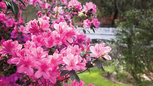 How And When To Prune Azaleas To Keep Them Looking Their Best