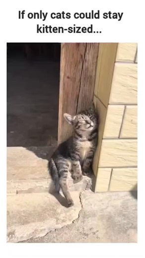 memelogist on Instagram: "The instagram reel video montage of diverse kittens playing, sleeping, and interacting with owners, captioned "If only cats could stay kitten-sized... ," capturing universal nostalgia for their tiny phase and garnering 93,000 likes and 1.2 million views since June 4, 2025. From @ShouldHaveCat , a dedicated cat advocacy account with a bio aimed at convincing skeptics to adopt, the content aligns with its mission by evoking emotional bonds through adorable visuals, prompt