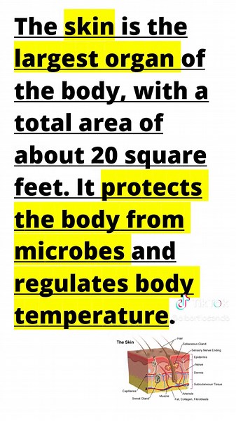Understanding the Integumentary System and Its Functions