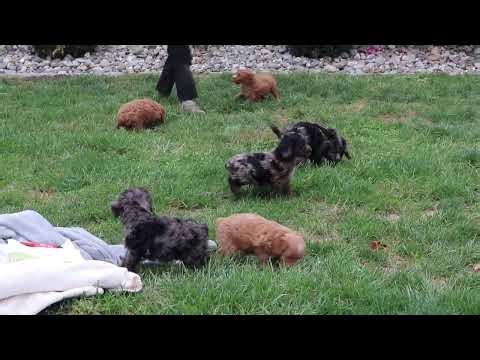 Cockapoo Puppies For Sale