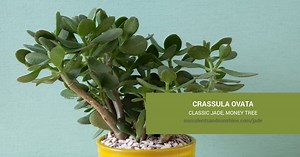 Crassula ovata "Money Tree" | Succulents and Sunshine