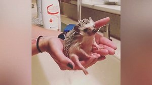 134K views · 1.2K reactions | These are the weirdest dogs we've ever seen. | Animal Tales | Facebook