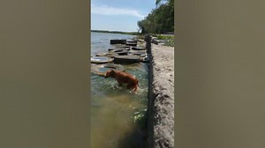 How To Keep Dogs Cool In Summer