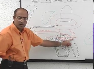 Medical Education » Dr. Najeeb Lectures