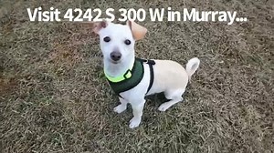 5.4K views · 188 reactions | You dare you to watch this video of small dogs in a play group at our shelter and not smile! We currently have lots of little Chihuahua mixes available for adoption! Including some of these cuties. Come down and meet them at 4242 S 300 W in Murray. | Humane Society of Utah | Facebook