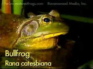 Frog Calls