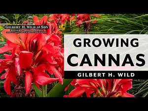 Growing Cannas in Containers