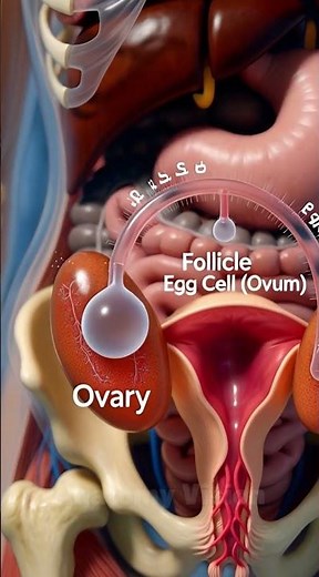 How Ovulation Works | Egg Release Explained