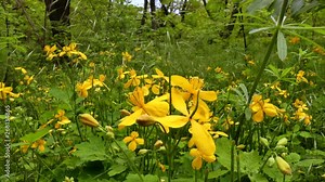 Chelidonium (Chelidonium majus) - herbaceous plant, poppy family (Papaveraceae). It is found in Europe, Asia and North America. Medicinal plant.