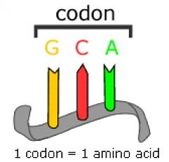 Codon | Anticodon Introduction, Chart & Examples