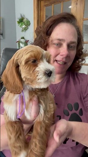 AVAILABLE Mini Cockapoo Puppy: Jane at DeazDoodleRanch.com