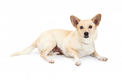 Corgi Chihuahua mix: What you need to know - K9 Web