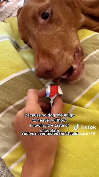 Heartfelt Moments with Beloved Dogs